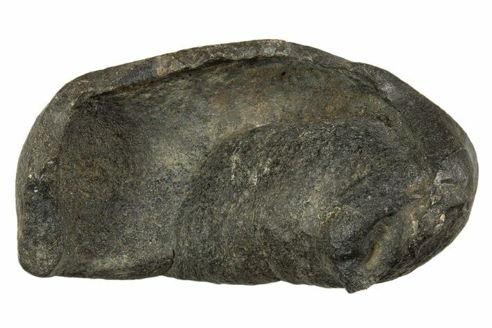 Large Fossil Whale Ear Bone - South Carolina #340183